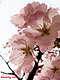 judeandam's picture