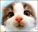 ailopi's picture
