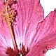 nafei's picture