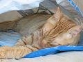 Hendrix...my first kitty