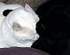 snowwhitekitty's picture
