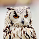 redparsons's picture