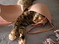 maggie was playing with the straps, then fell asleep