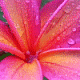 dizispell's picture