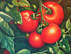 chiffonade's picture