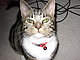 PrincessBella's picture