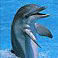 dolphingirl's picture