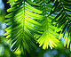 samba75's picture