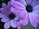 ashley1's picture