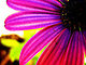 mariposalu's picture