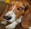 droopy's picture