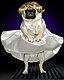 puglady's picture
