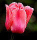 emalveaux's picture