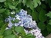the hydrangea are huugge on the island!