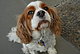 Laptopmascot's picture