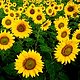 allien86's picture