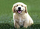sammyli's picture