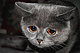 Redglory's picture
