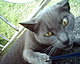 manikpixi's picture