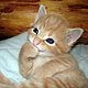TheSweetestThing's picture