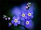 miosotis's picture