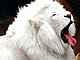 fabulouzh's picture