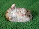 hamstera's picture