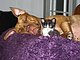harlequin's picture