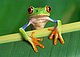 pleasecroak's picture