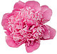 piccolina42's picture