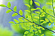 oiseaux's picture