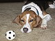 BeagleHappy's picture
