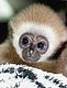 monktheskunk's picture