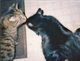 Headbutt and Mo
