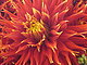 biggiefootie's picture