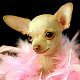 jocelyn's picture