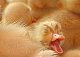 Chickadee's picture