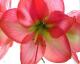 Amaryllis's picture