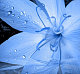 Lil2Blue's picture