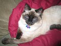 Dusty, the cat who thinks he's a dog and the one who assumes he is the Little King.