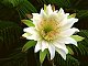 fleur de cactus's picture