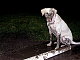 wags0007's picture