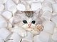 SapphireSky's picture