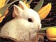 Ms Bunny's picture