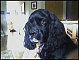 razzing's picture
