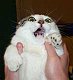sugardumplin's picture