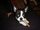 DixieBelle6's picture