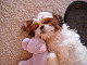 madkitty's picture