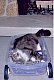 bratcat's picture