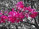 Ro Paige's picture